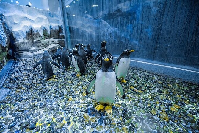 VIP Experience Dubai Aquarium & Underwater Zoo-As per Selection - Timing, transport, and cancellation
