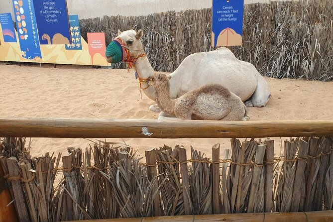 Visit Old Dubai History, Culture, Neighborhood Walking Tour - Heat, clothing, and the walking effort